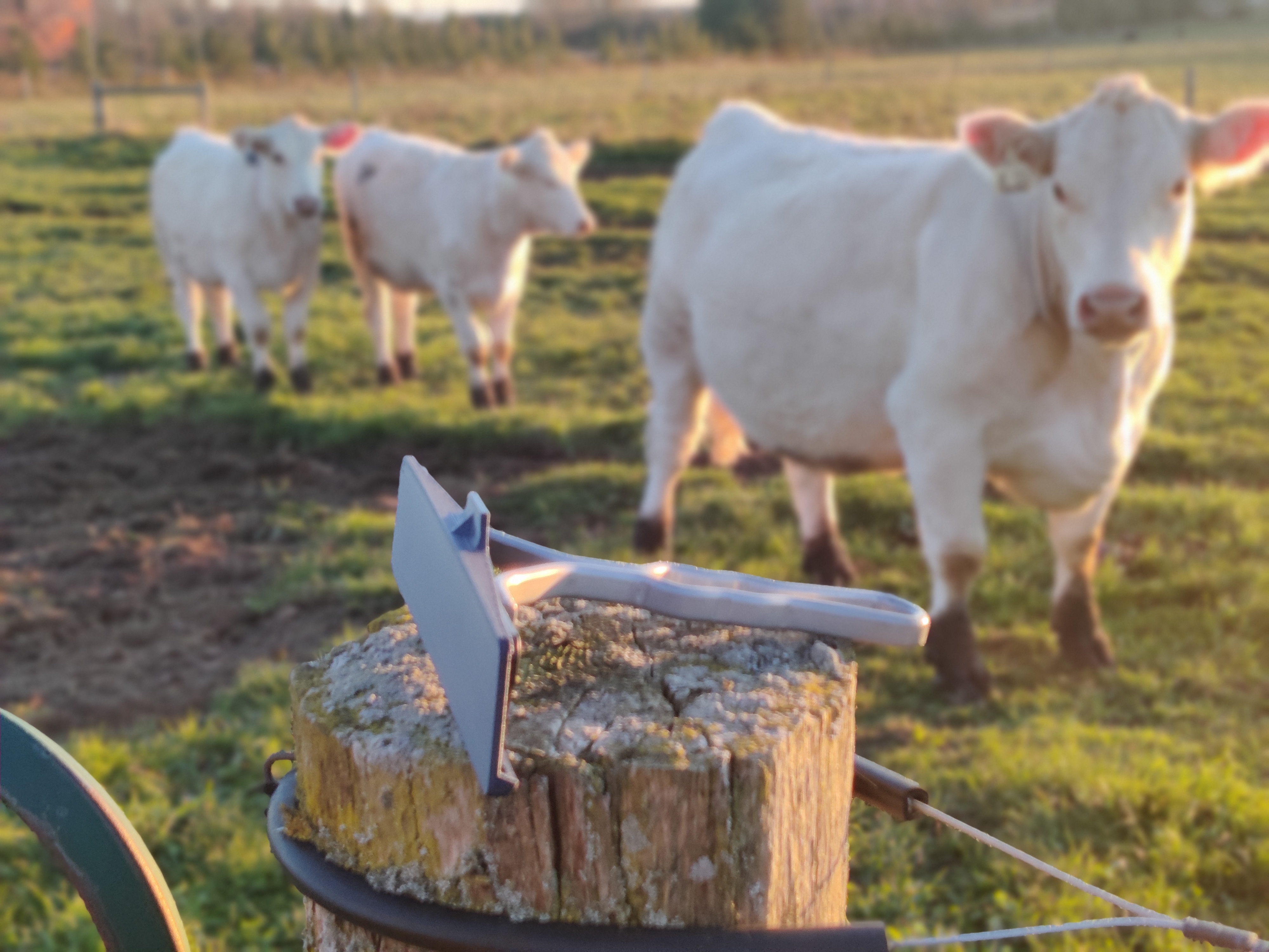 Comb Caps protecting cattle show combs in action