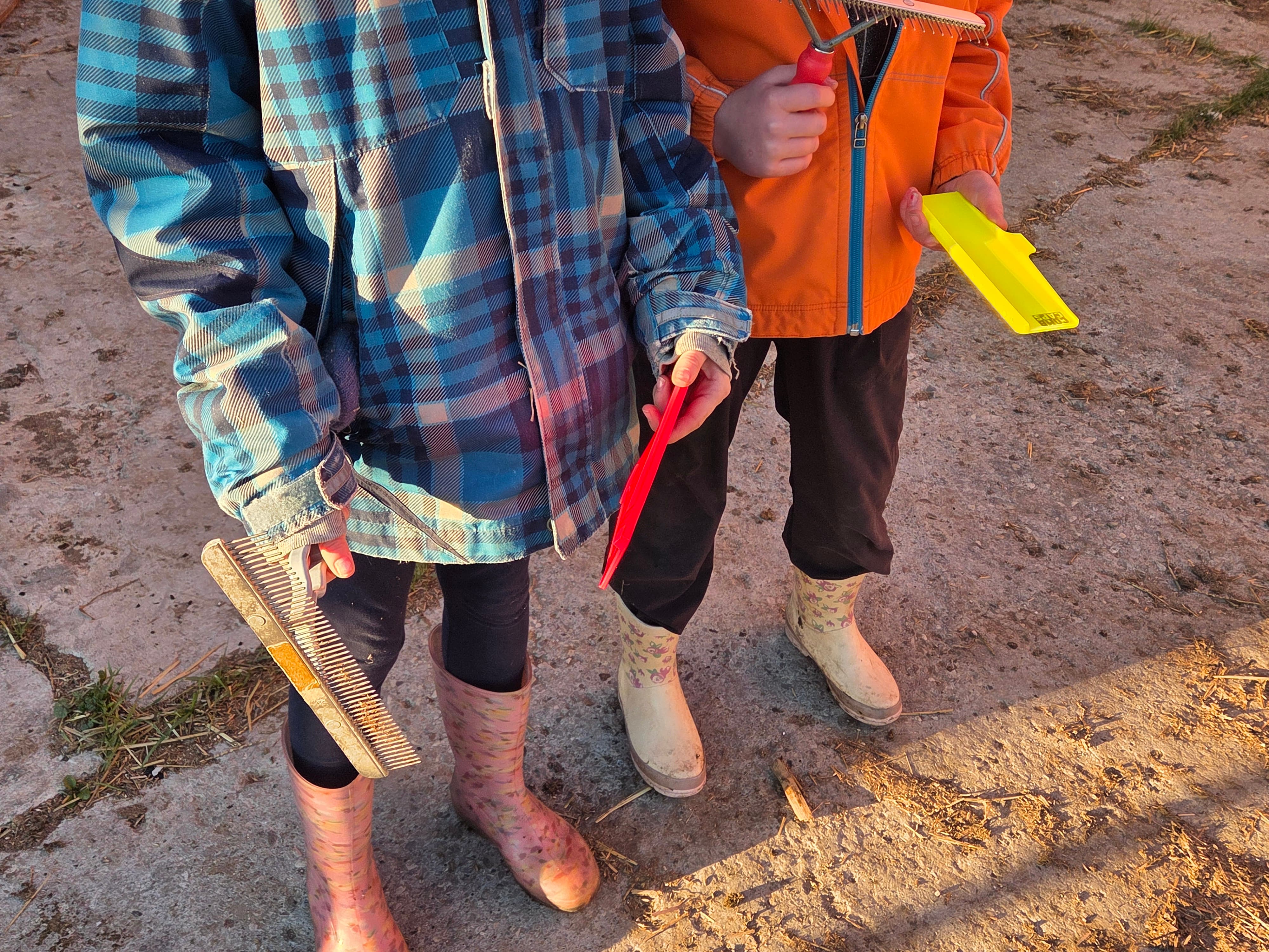 Comb Cap protecting cattle show comb
