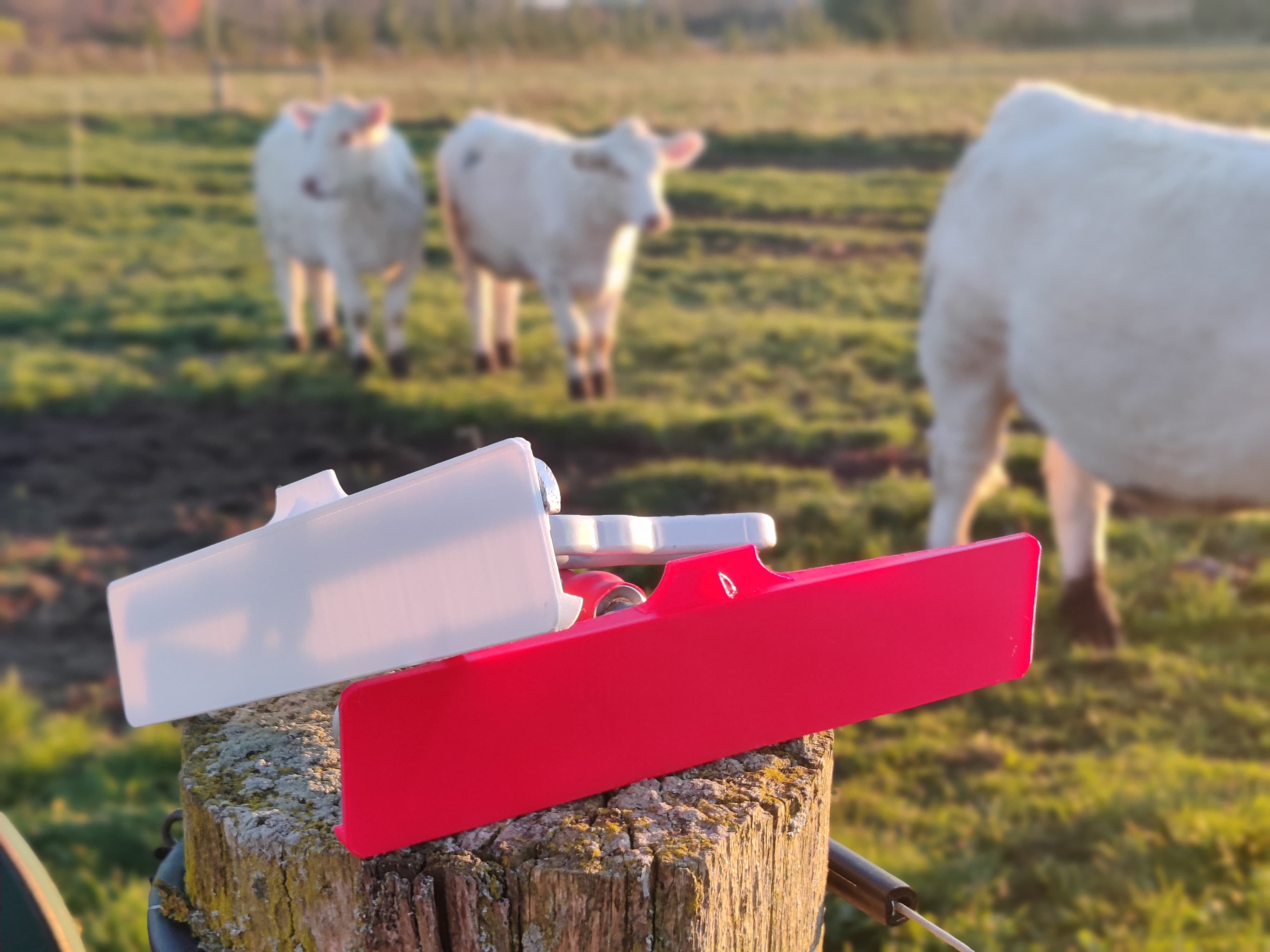 Comb Cap protecting cattle show comb