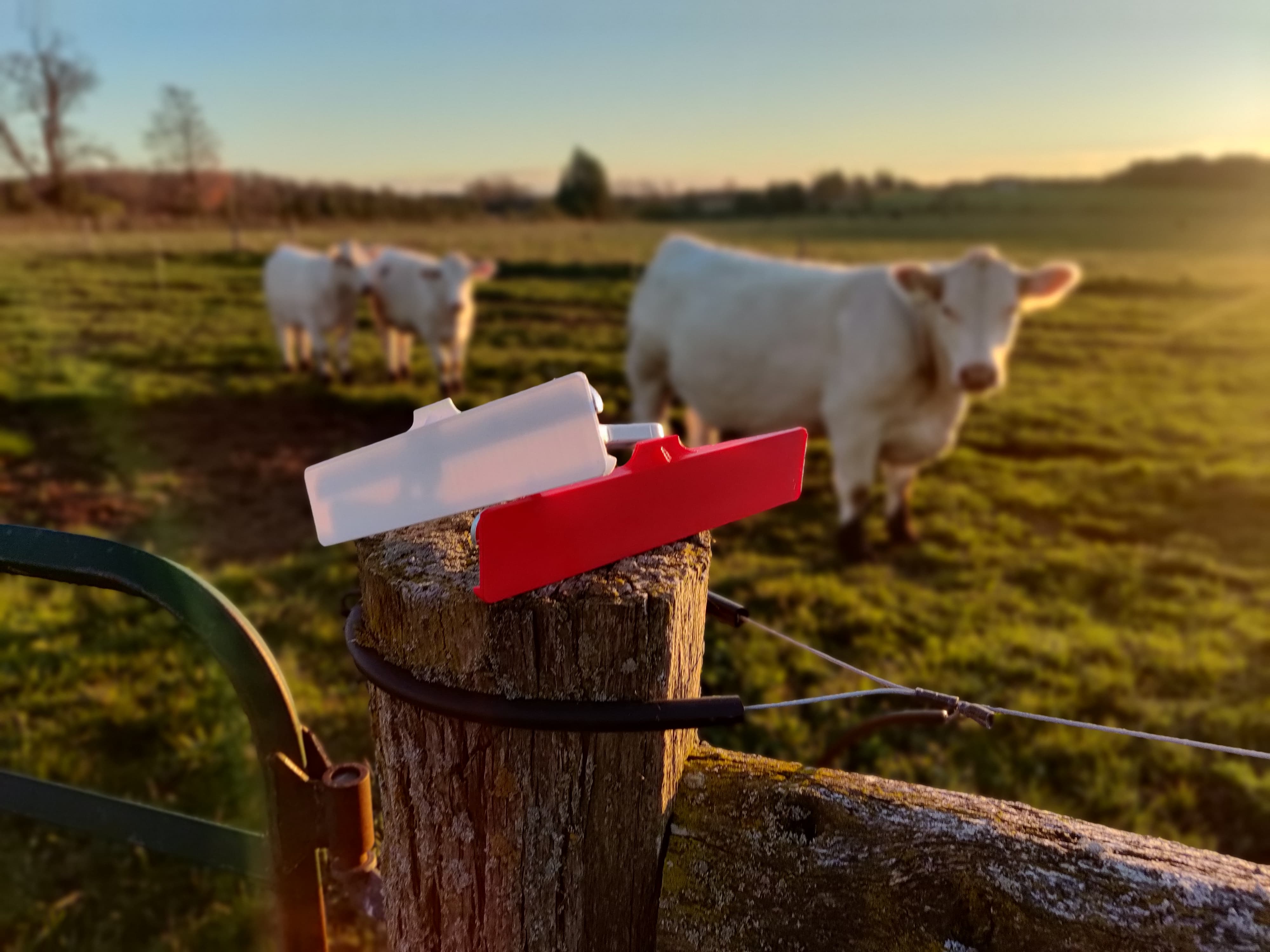 Comb Cap protecting cattle show comb
