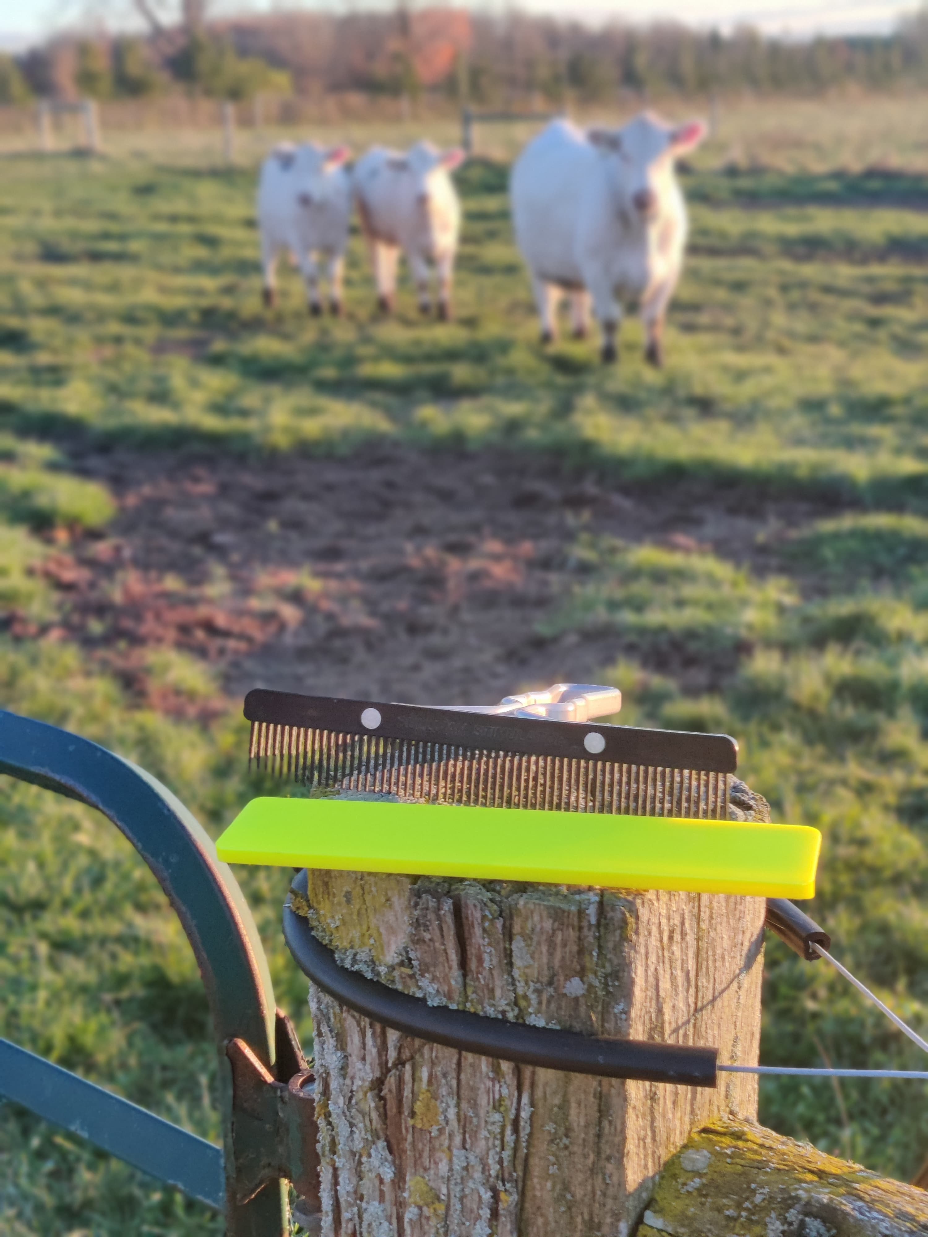 Comb Cap protecting cattle show comb