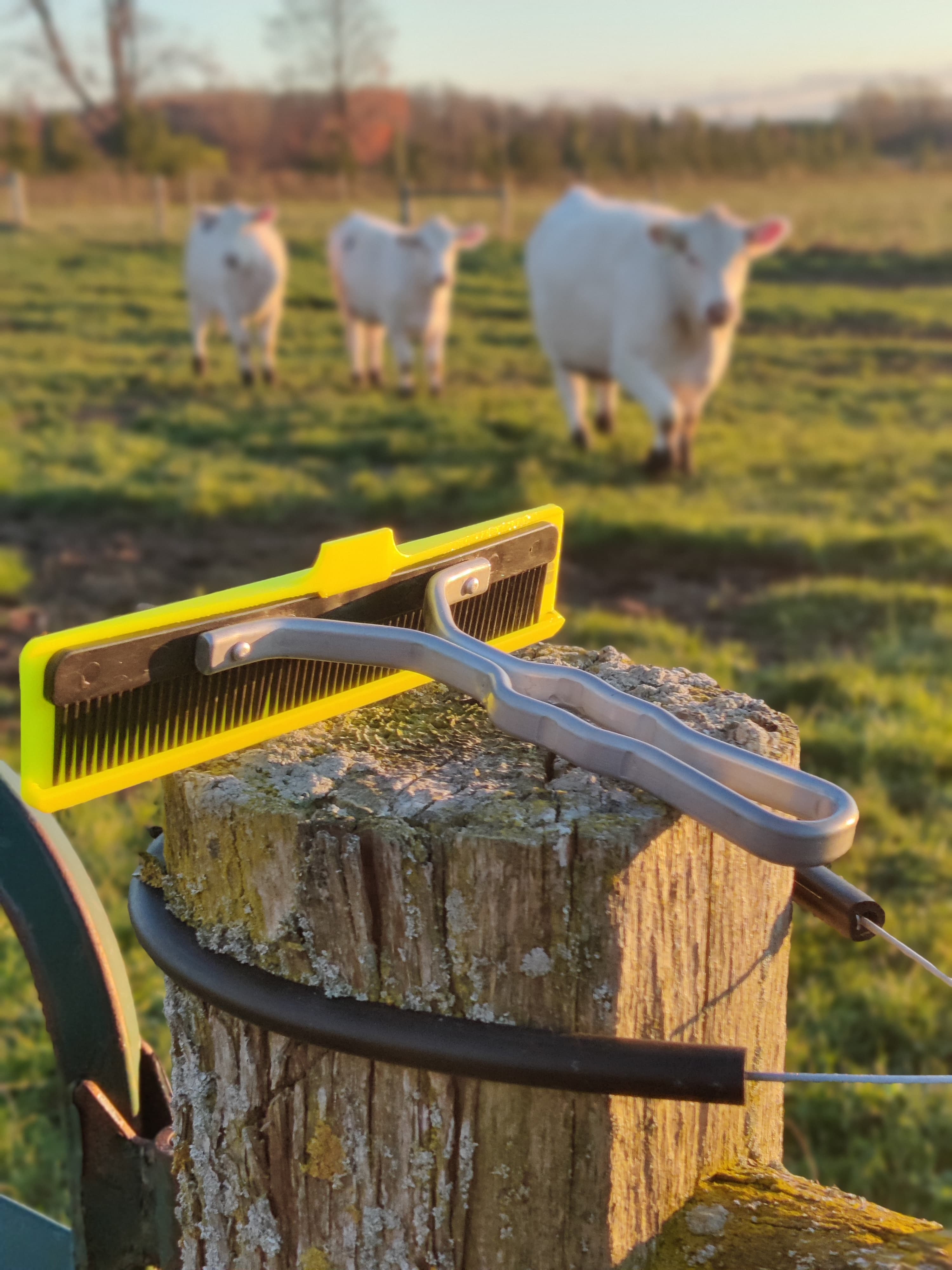 Comb Cap protecting cattle show comb