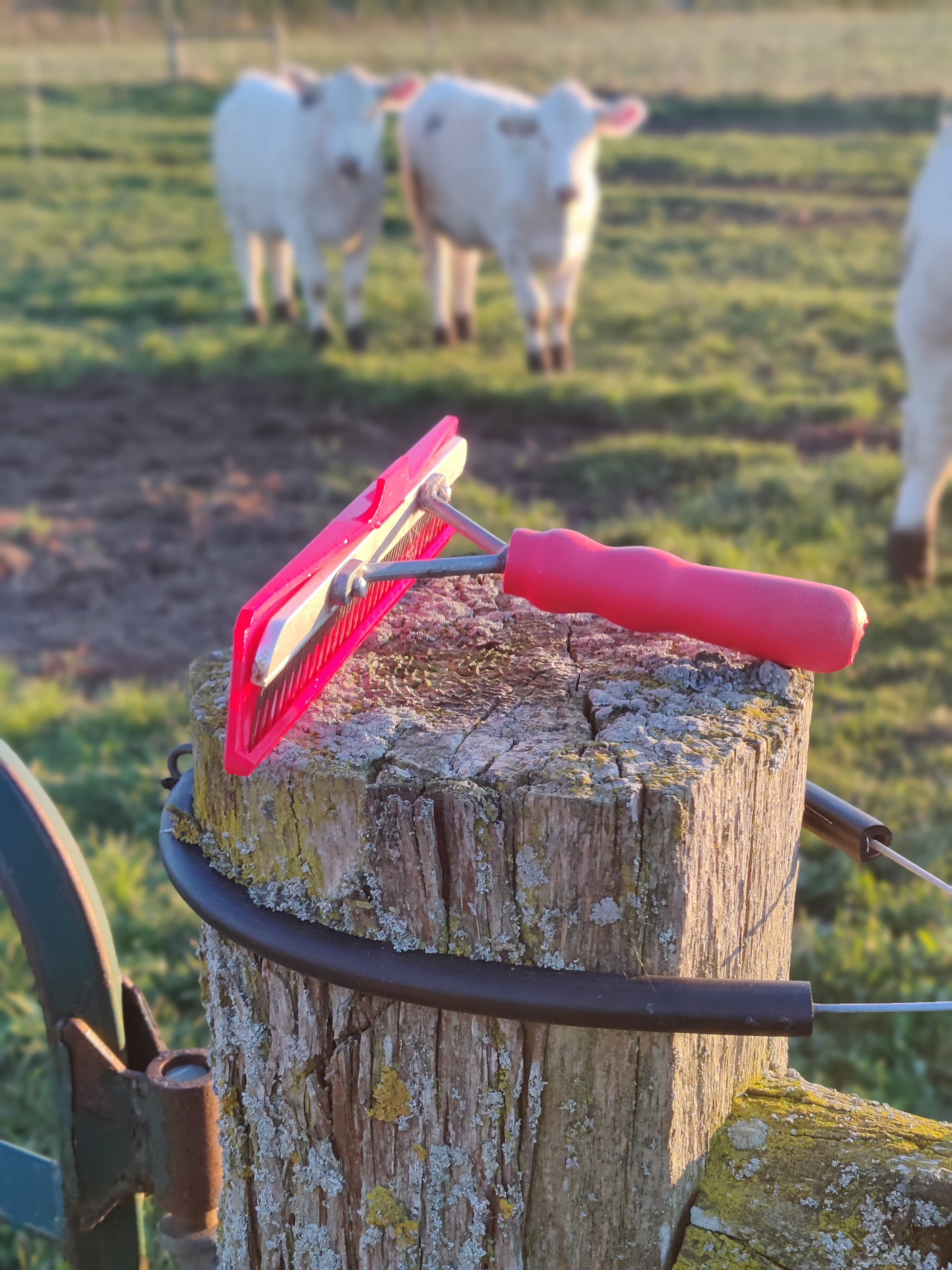 Comb Cap protecting cattle show comb